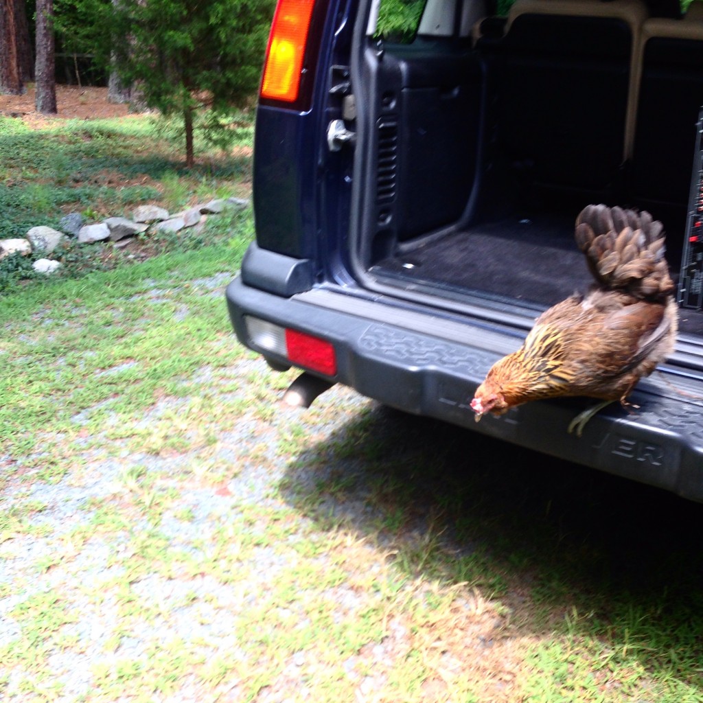 Madcap adventures abound when your chicken hops into the back of your car.