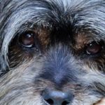 Elmo's Pet Portrait Session in San Carlos, CA