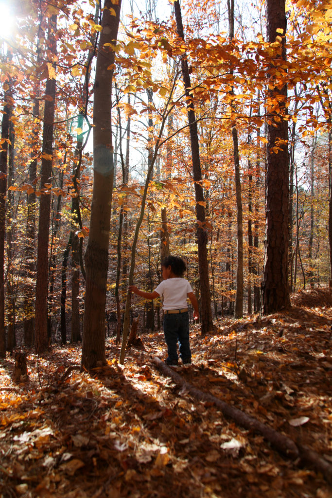 A boy among the trees in Chapel Hill, NC with Barbara Bell Photography