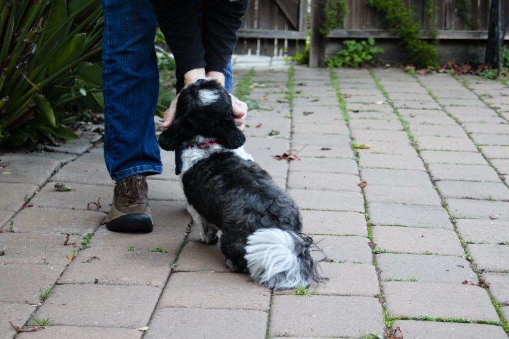 Pet Photography in Chapel Hill, NC