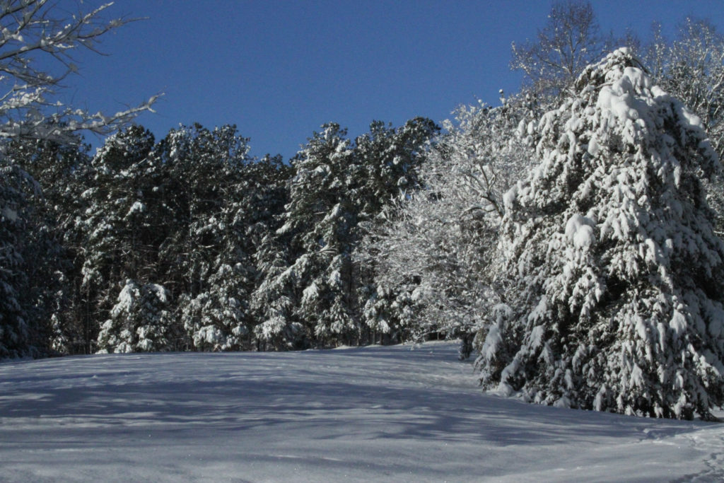 Barbara Bell Photography loves to capture these Carolina blue skies.