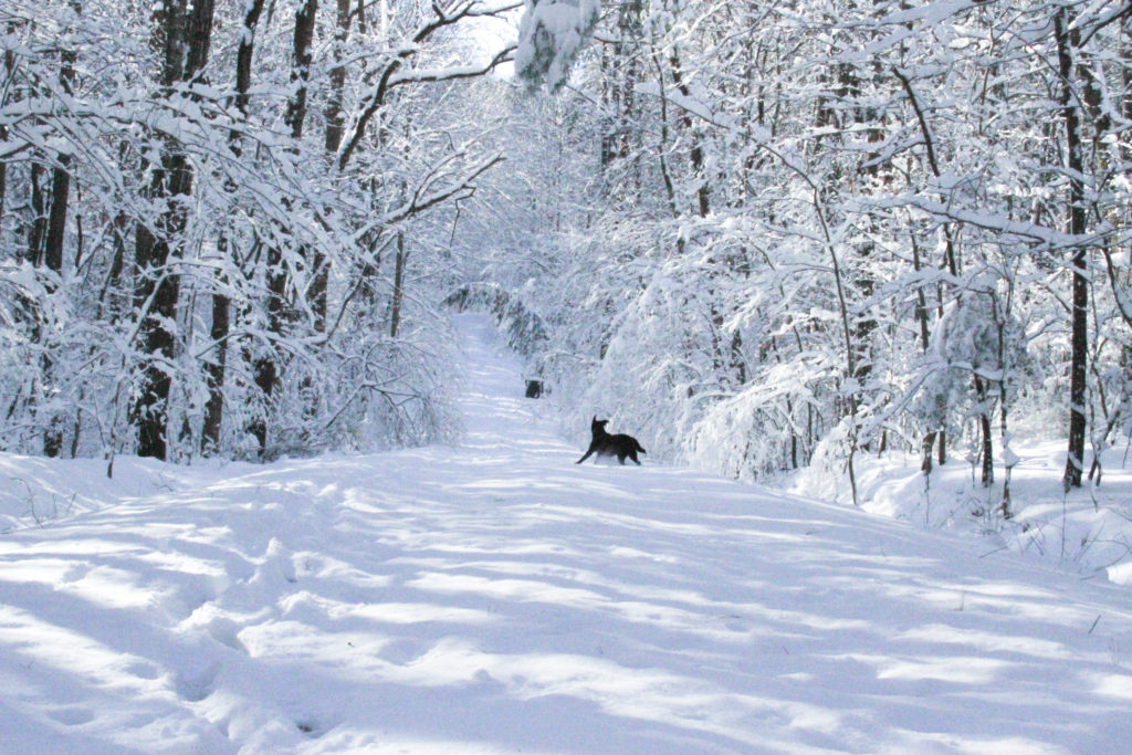 This black lab loves the snow!