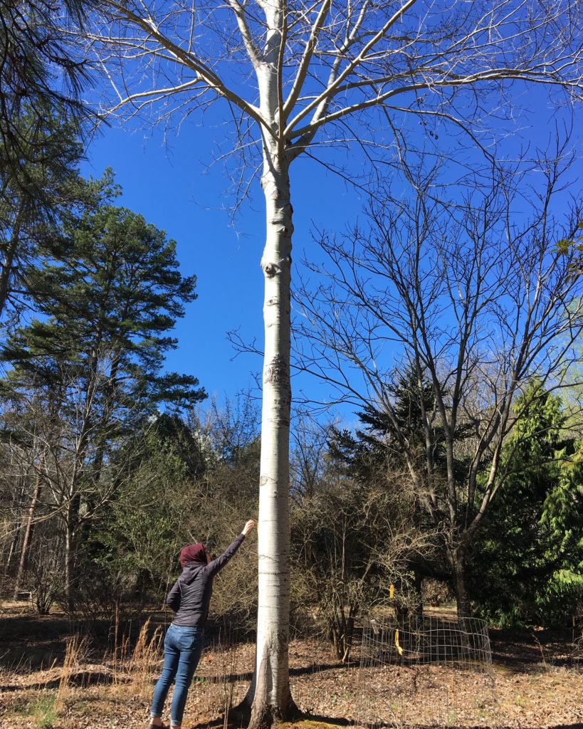 Bridal site visits sometimes involve trees.