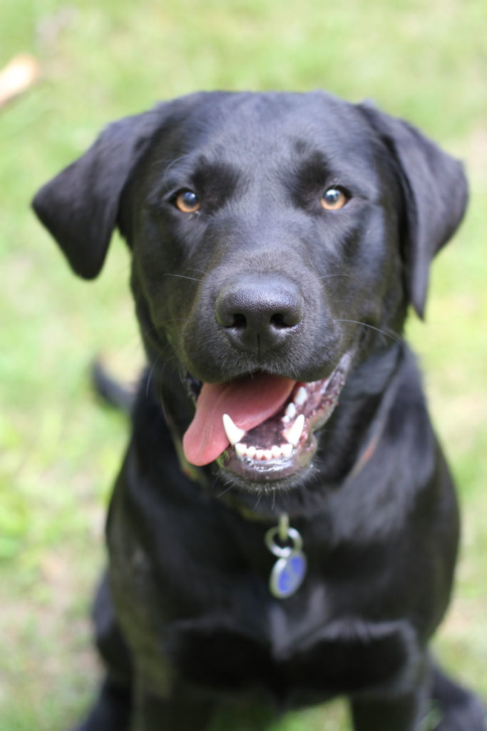 Whitby Bell, our black lab, is our parents' favorite face on the Christmas Card. 