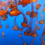 Monterey Bay Aquarium's Jelly Cam is perfect to keep us all engaged!