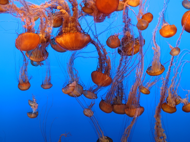 Monterey Bay Aquarium's Jelly Cam is perfect to keep us all engaged!