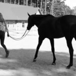 A girl and her horse can be captured in a pet portrait session with Barbara Bell Photography near Chapel Hill, NC
