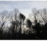 Barbara Bell Photography near Chapel Hill, NC captures the outdoors to bring indoors.
