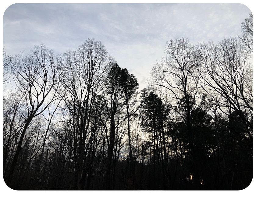 Barbara Bell Photography near Chapel Hill, NC captures the outdoors to bring indoors.