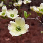 Dogwood flowers in bloom