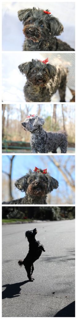 Annie, maltipoo, kept us entertained during her family and pet portrait session near Chapel Hill, NC