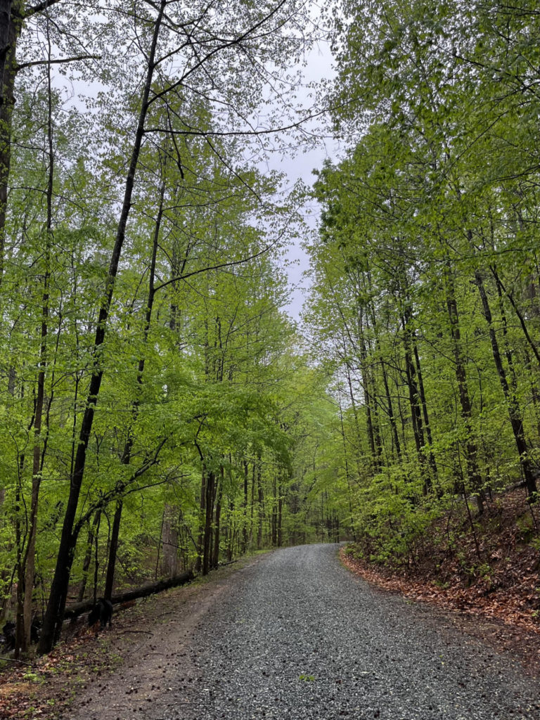 Gravel Road bordered by Green Trees near Barbara Bell Photography's studio near Chapel Hill